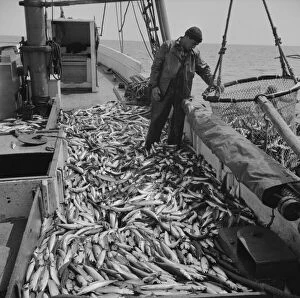 Fishing Boats Gallery: Freshly-caught mackerel gasping and flapping on the deck of a... Gloucester, Massachusetts, 1943