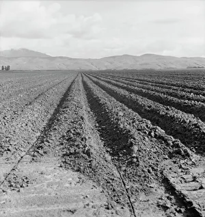 Soil Prints: Freshly-plowed sugar beet field near King City