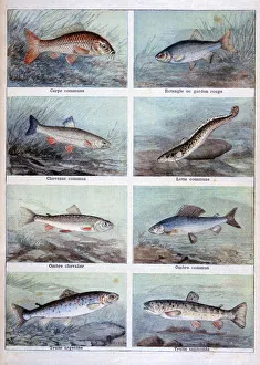 Freshwater Fish Prints: Freshwater fish, 1898. Artist: F Meaulle