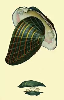Freshwater mussel, 1801, (1946). Creator: Unknown