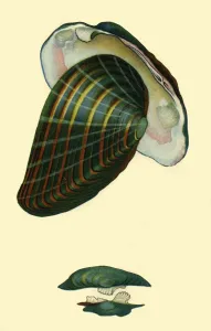 Shell Prints: Freshwater mussel, 1801, (1946). Creator: Unknown