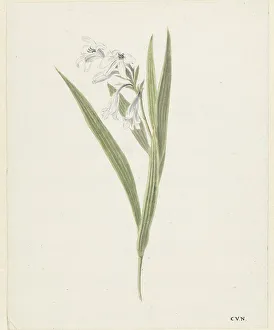 Freesia Prints: Fresia, 1741-1795. Creator: Cornelis van Noorde