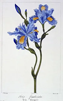 Plant Plants Prints: Fringed Iris, pub. 1836. Creator: Panacre Bessa (1772-1846)