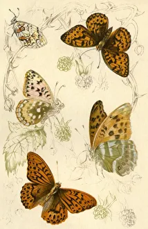 Lepidoptera Prints: Fritillary butterflies, 19th century. Creator: Unknown