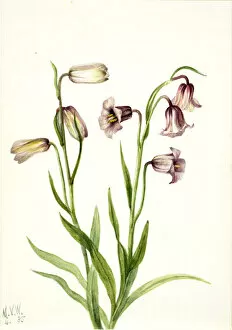 Fritillary (Fritillaria biflora), 1935. Creator: Mary Vaux Walcott