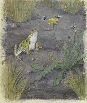 Dandelion Prints: Frog by a Dandelion with Flies, c.1877-c.1938. Creator: Joan van Noort
