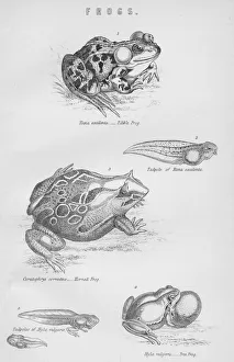 Frogs Prints: Frogs, 19th century. Creator: Unknown
