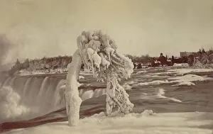 Falls Prints: Frosted tree Luna Island. Creator: Unknown