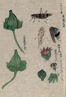 Flowering Prints: Fruit and floral segments of a plant of the Papaveraceae family and a grasshopper