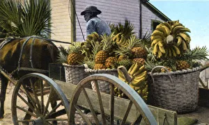 Pineapple Prints: A fruit trader, Taboga Island, Panama, early 20th century