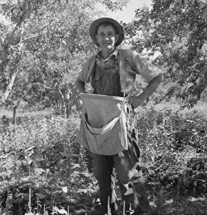 Fruit tramp, Yakima Valley, Wahington, 1939. Creator: Dorothea Lange