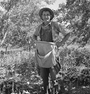 Vagabond Prints: Fruit tramp, Yakima Valley, Wahington, 1939. Creator: Dorothea Lange