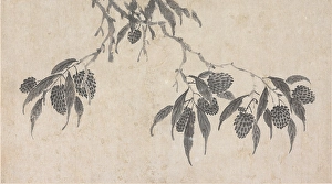 1470s Prints: Fruit, unknown date, c1450-1509. Creator: Shen Zhou