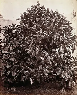 Ceylon Sri Lanka Prints: A fruiting coffee tree (Coffea arabica), c1860s. Creator: Unknown