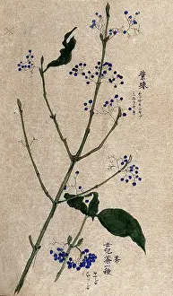 Stem Prints: A fruiting plant, possibly a Callicarpa species. Creator: Unknown