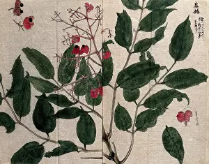 Double Page Prints: A fruiting plant, possibly of the Flacourtiaceae family. Creator: Unknown