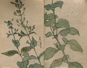 Shrub Prints: A fruiting plant of the Scrophulariaceae family: stem in two sections. Creator: Unknown