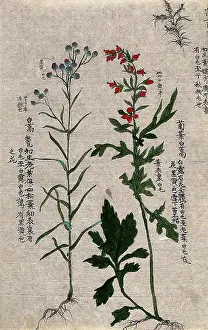 Two fruiting plants with conspicuous red and purple fruits and an outline of a third plant. Creator: Unknown
