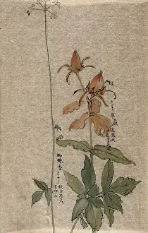 Beige Background Prints: A fruiting rose (Rosa species) on the left