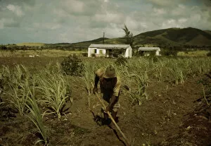 FSA borrower cultivating his sugar cane field, vicinity of Frederiksted, St. Croix, V.I. , 1941. Creator: Jack Delano
