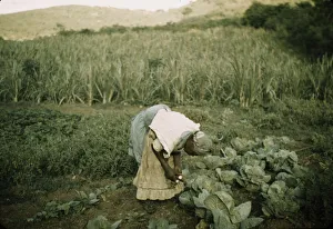 Sugarcane Prints: FSA borrower? in her garden, Puerto Rico, 1942 or 1941. Creator: Jack Delano