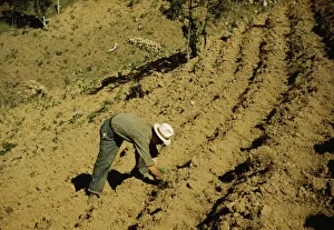 Farm Gallery: FSA borrower and member of Yauco tomato cooperative... vicinity of Yauco, Puerto Rico, 1942