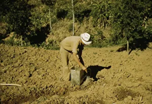 FSA borrower and member of Yauco tomato cooperative... vicinity of Yauco, Puerto Rico, 1942. Creator: Jack Delano