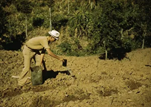 FSA borrower and member of Yauco tomato cooperative... vicinity of Yauco, Puerto Rico, 1942. Creator: Jack Delano