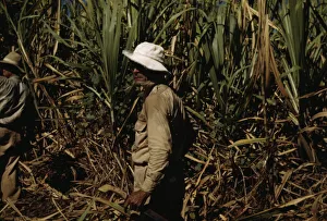 FSA borrower and participant in the sugar cane cooperative, Rio Piedras, Puerto Rico, 1941. Creator: Jack Delano