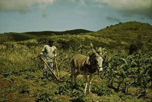 Borrowing Gallery: FSA borrower plowing his garden with one of the few plows used on the island, St. Croix, V.I. 1941