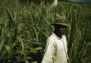 Sugarcane Prints: FSA borrower? in a sugar-cane field, Puerto Rico, 1941 or 1942. Creator: Jack Delano