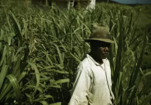 Plantation Collection: FSA borrower? in a sugar-cane field, Puerto Rico, 1941 or 1942. Creator: Jack Delano