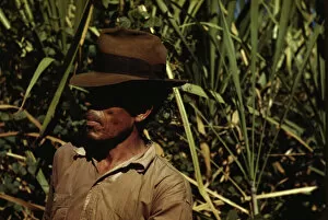 Farmer Gallery: FSA borrower who is a member of a sugar cooperative, vicinity of Rio Piedras, Puerto Rico, 1942