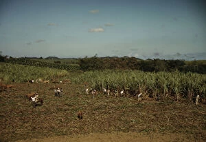 Sugar Cane Collection: FSA borrowers harvesting sugar cane cooperatively on a farm, vicinity Rio Piedras, Puerto Rico