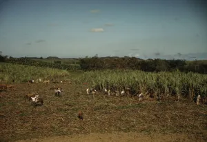 Sugarcane Prints: FSA borrowers harvesting sugar cane cooperatively on a farm