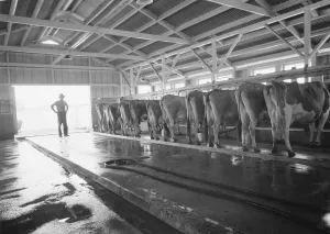 Dairy Farm Gallery: FSA Mineral King Farm Cooperative Association, Tulare County, California, 1939