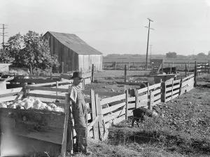 Pigs Prints: FSA rural rehabilitation client, Tulare County, California, 1938. Creator: Dorothea Lange