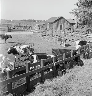 Cattle Farm Prints: FSA tenant purchase client's herd