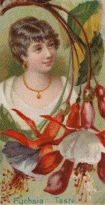 James Buchanan Duke Collection: Fuchsia: Taste, from the series Floral Beauties and Language of Flowers (N75