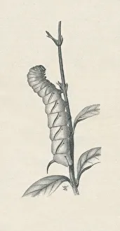 Full-Grown Caterpillar of the Privet Hawk-Moth, Similarly Occupied, c1900, (1910) Full-Grown Caterpillar of the Privet Hawk-Moth, Similarly Occupied, c1900, (1910)