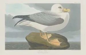 Robert Havell Prints: Fulmer Petrel, 1835. Creator: Robert Havell