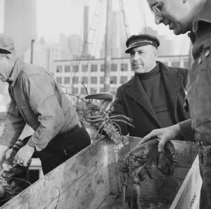 Dock Worker Prints: Fulton fish market dock stevedores with lobsters caught in the New England