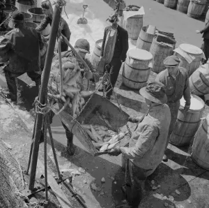 Dockers Gallery: Fulton fish market stevedores unloading and weighing fish in the early morning, New York, 1943