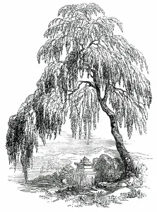 Hardy Prints: The Funebral Cypress, 1850. Creator: Unknown