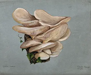 A fungus (Agaricus euosmus) growing on wood, 1896. Creator: R Baker