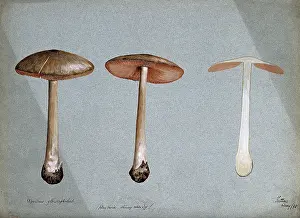 Edible Prints: A fungus (Agaricus gloiocephalus): three fruiting bodies, 1898. Creator: Unknown