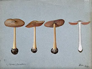 Edible Prints: A fungus (Agaricus gloiocephalus): four fruiting bodies, 1899. Creator: Unknown