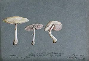 Edwin Prints: A fungus (Agaricus laevis): three fruiting bodies, 1893. Creator: Edwin Wheeler