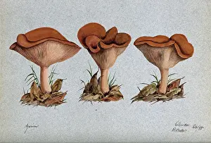 Mycology Prints: A fungus (Agaricus lobatus?): three fruiting bodies, 1888. Creator: R Baker