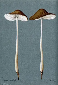 Mycology Prints: A fungus (Agaricus radicatus?): two fruiting bodies, 1896. Creator: Unknown
